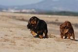 KING CHARLES SPANIEL 010
